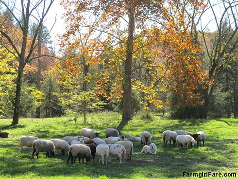 A peaceful scene in the sheep pasture - FarmgirlFare.com