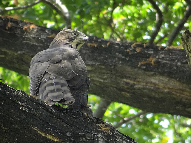 鳳頭蒼鷹/無限台南