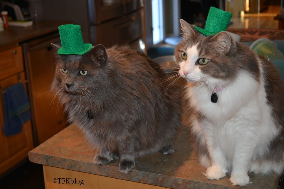 Muffin and Jack in a St. Patrick hats