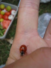 lunch bug