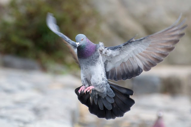 pigeon