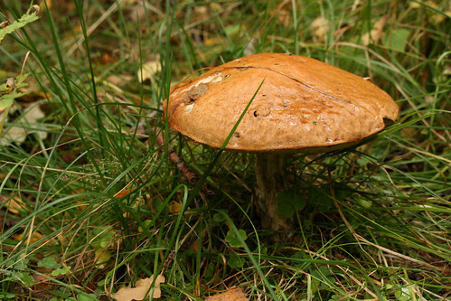 Massive mushroom side