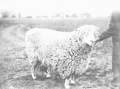 A 500 pound sheep