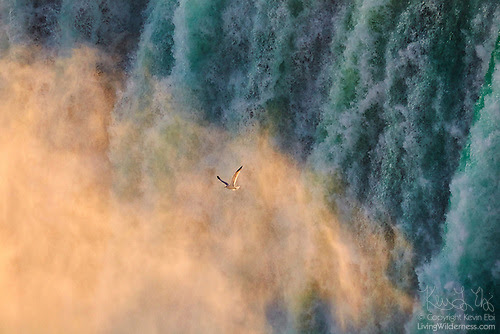 Herring Gull Flying In Mist from Niagara Falls, Ontario, Canada