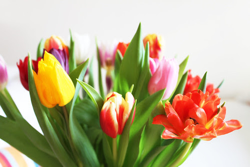 Frühlingstulpen im Februar