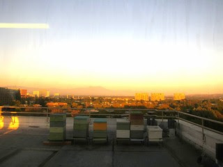 Rooftop bee hives