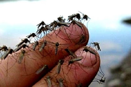 11 Trik Jitu Cara Mengusir Nyamuk dari Kamarmu, Tidur pun Jadi Nyenyak tanpa Gangguan si Penghisap Darah