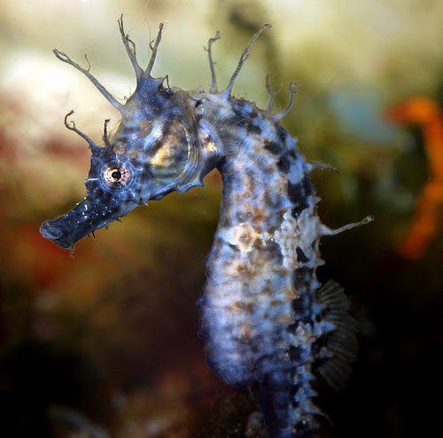 Seahorse with cirri