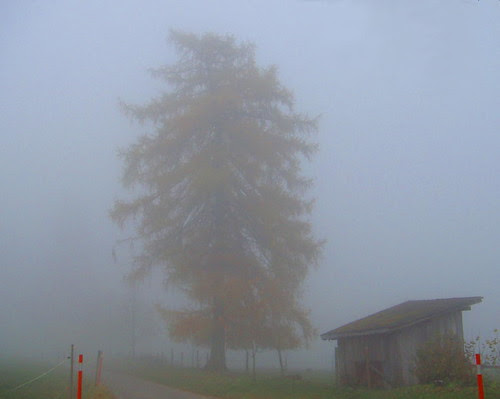 Arbre Brouillard by you.