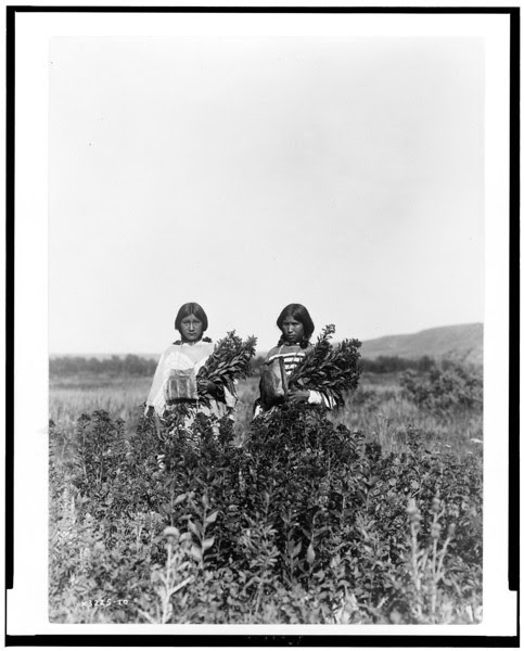 Description of  Title: Goldenrod meadows--Piegan.  <br />Date Created/Published: c1910.  <br />Photograph by Edward S. Curtis, Curtis (Edward S.) Collection, Library of Congress Prints and Photographs Division Washington, D.C.