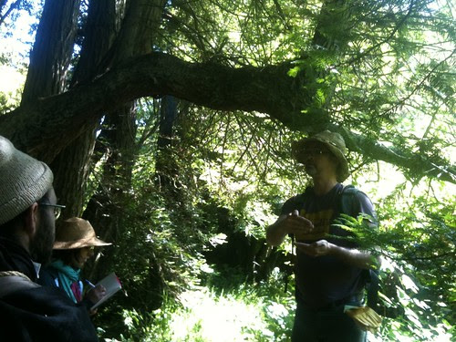 Redwood