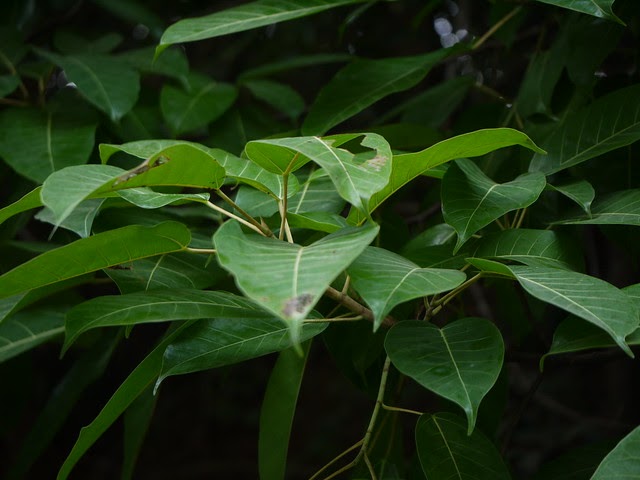 Ficus virens - efloraofindia