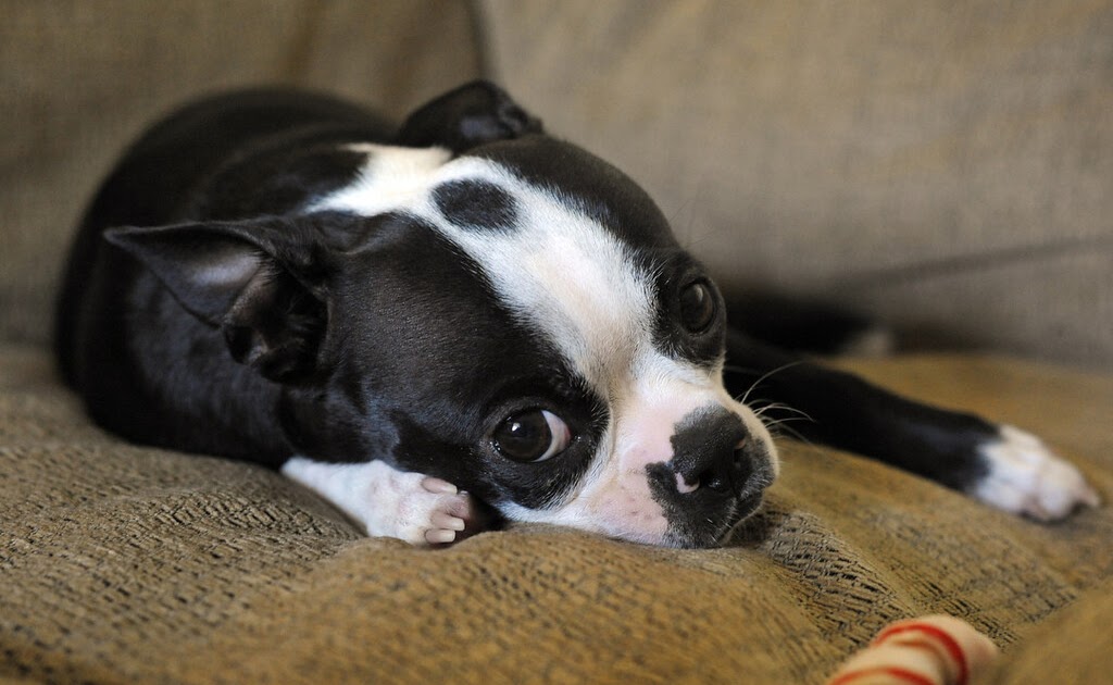 Curiosity: A photoblog: The Cutest Boston Terrier In The World
