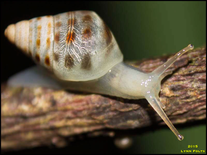 Manatee Tree Snail Manatee Tree Snail