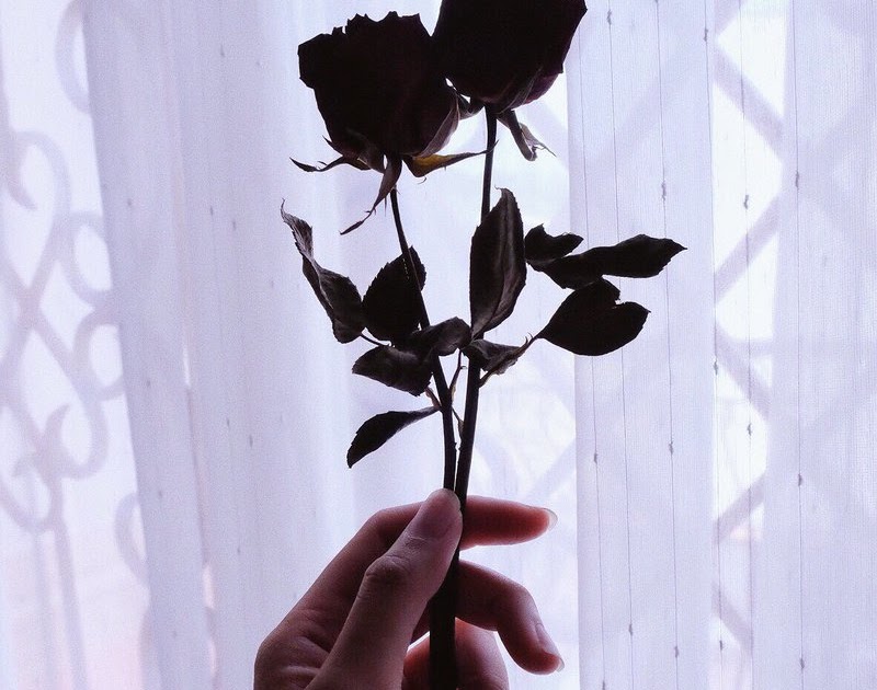 Gambar Bunga Mawar Layu Tumblr Mawar Ku