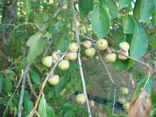 oak texas acorn foraging