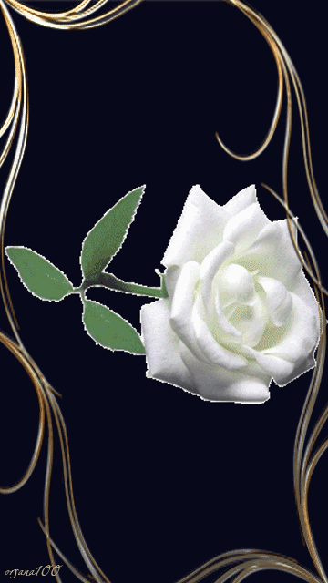 Роза признание в любви