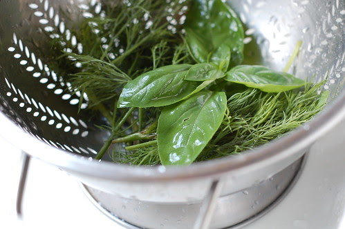 Basil and dill by Eve Fox, Garden of Eating blog, copyright 2012