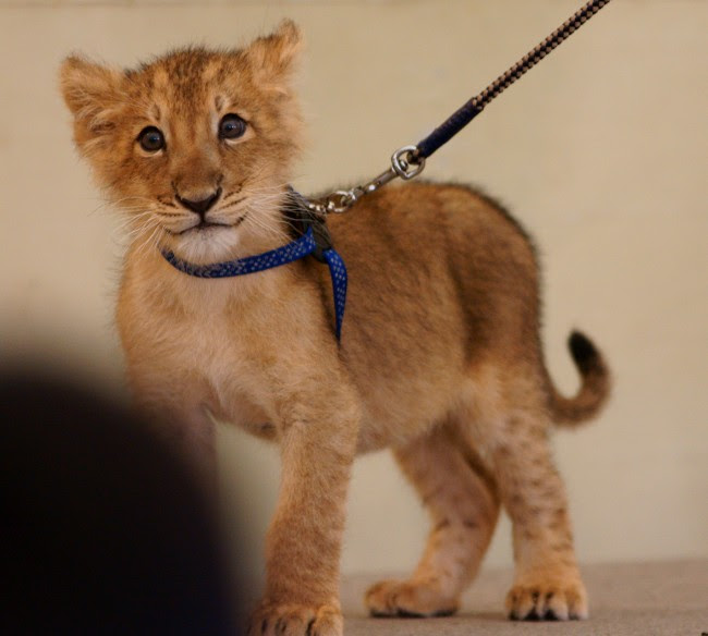 可愛いライオンの赤ちゃん ガルガル ベンガル