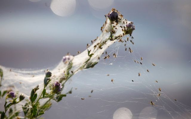 Spider Invasion in Australia