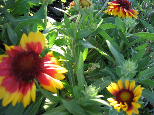 gaillardia