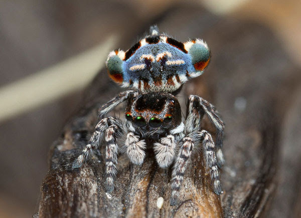 perierga.gr - Η αράχνη-παγώνι εκπλήσσει με την εμφάνισή της!