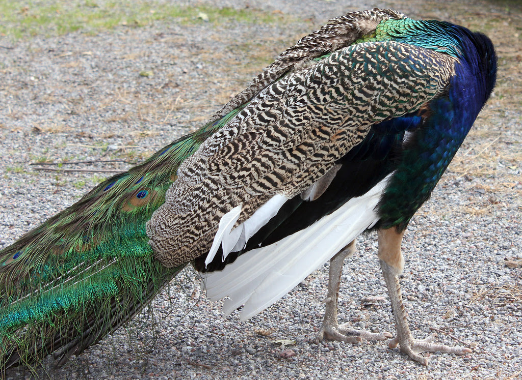 Headless Peacock