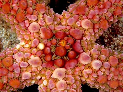 Warty seastar (Echinaster callosus)