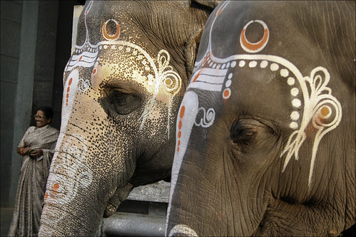 indian culture hisotry: Elephants Indian Culture