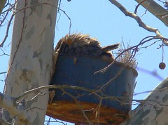 Mamma Owl waddles around chick