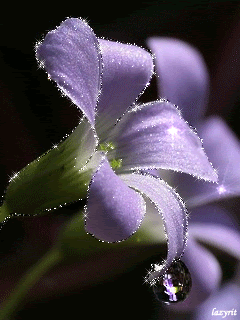 Нежный цветок с капелькой макро на лепестке