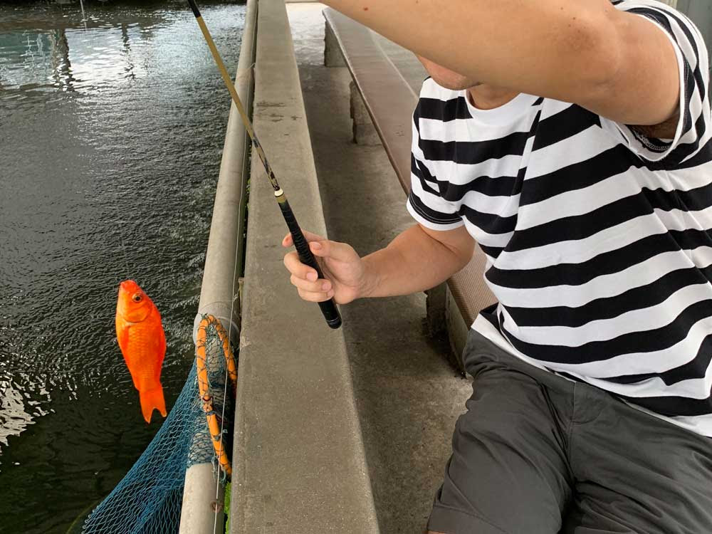 ぜいたく鯉 釣り堀 持ち帰り 魚のすべて