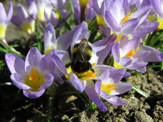 Bombus lucorum