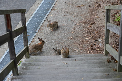 Okunoshima Island