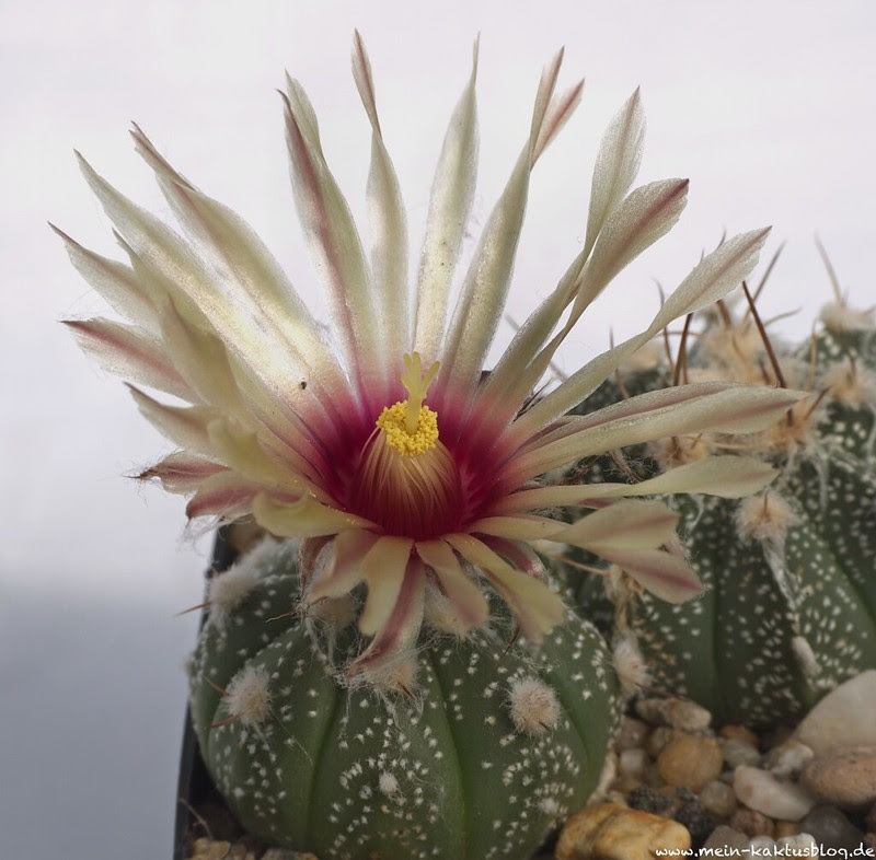 Astrophytum Hybride