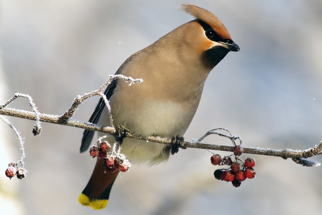 Waxwing eats berries