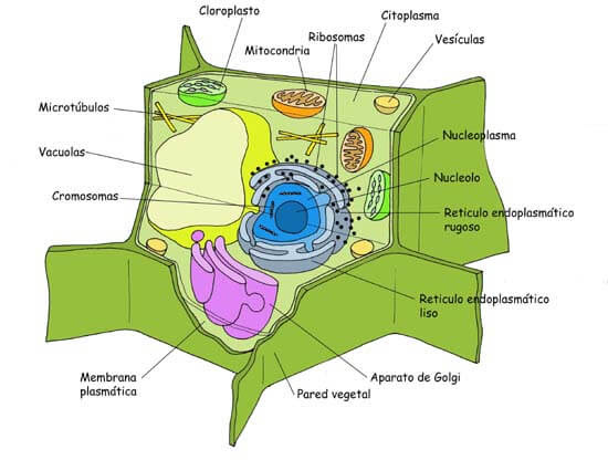 Celula Vegetal Con Sus Partes En Ingles Consejos Celulares