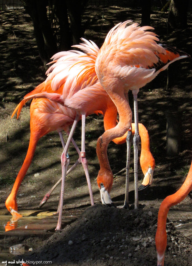 Columbus Zoo 2