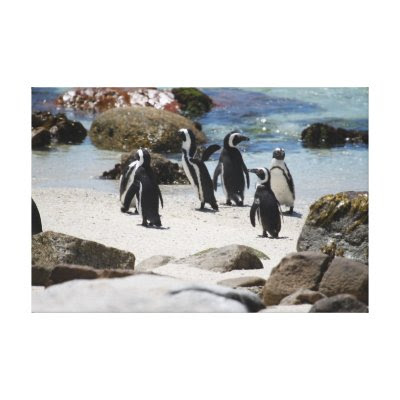 South African Penguins Canvas Print