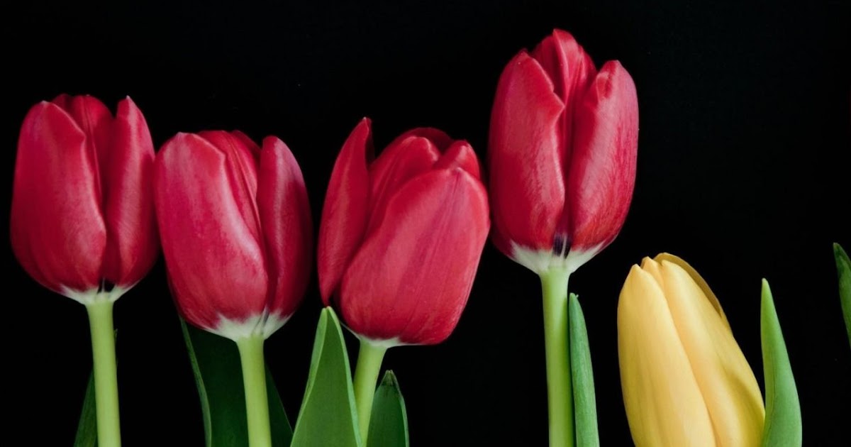 44 Gambar Bunga Tulip Untuk Wallpaper Terpopuler