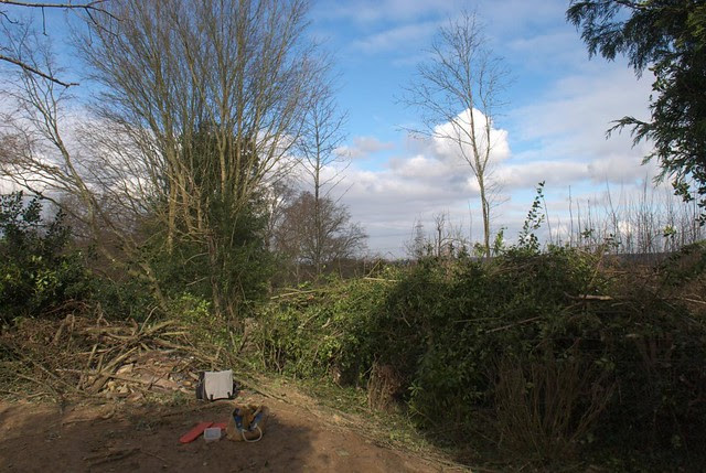 DSC_5631 View after coppicing