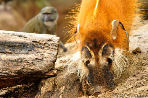 Red River Hog with Swamp Monkey
