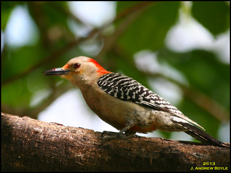 Red-bellied Woodpecker Red-bellied Woodpecker