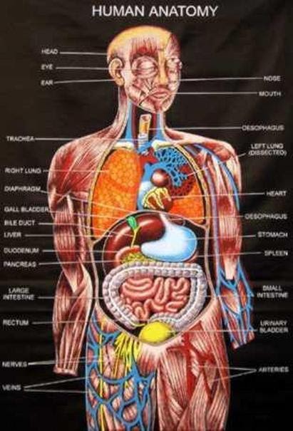 Male Anatomy Diagram - Collection Rigged - Male and Female Muscular