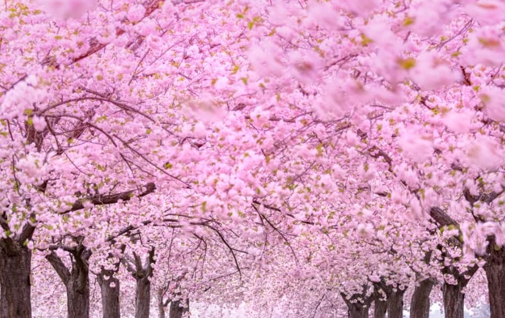 78 Gaya Terbaru Gambar Pemandangan Taman Bunga Sakura Gambar Pemandangan