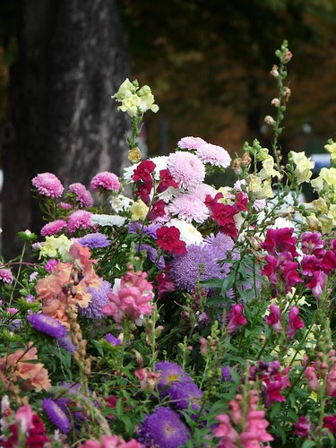 paris flowers
