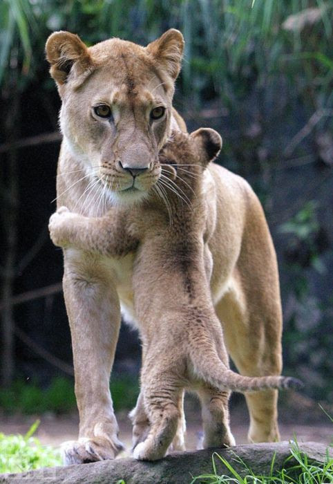 Mamãe Leoa brincando com seu filhote leoa-filhotecuriosidade-animais