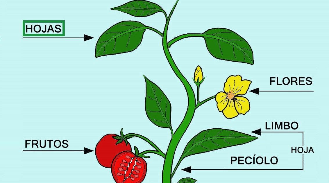 CIENCIAS NATURALES 4TO GRADO: LAS PARTES DE LA PLANTA