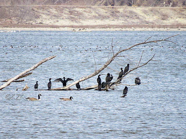 IMG_0995cps Cormorants