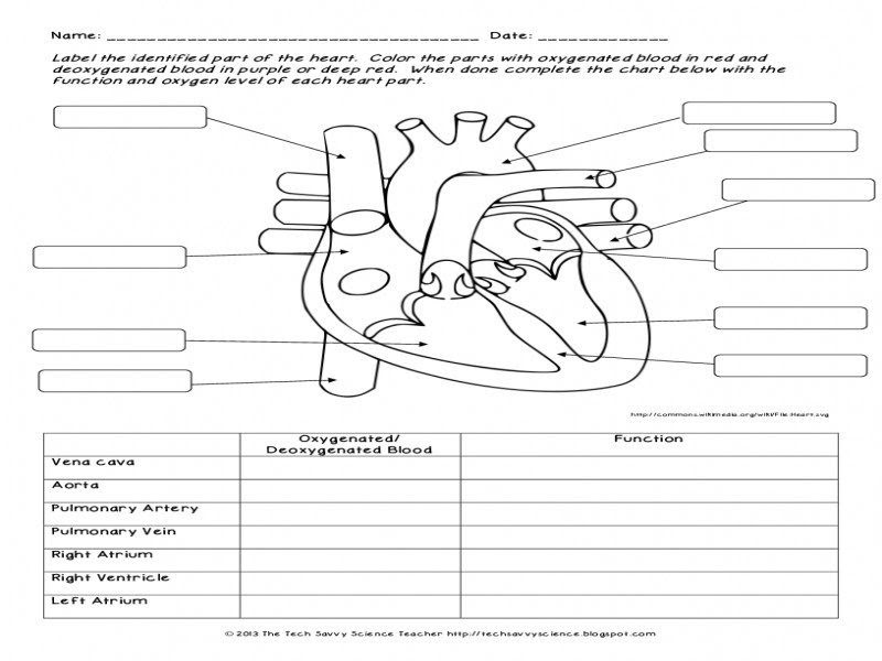 Teach child how to read: Printable Worksheets For Arteries And Veins